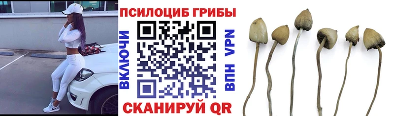где купить наркоту  Нестеров  Псилоцибиновые грибы Psilocybe 